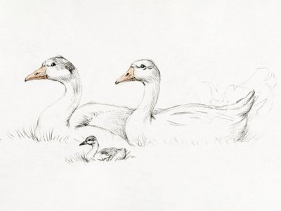 Dos gansos con un polluelo (1775-1833) de Jean Bernard