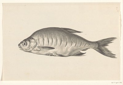 Pescado, acostado a la izquierda, con muescas. de Jean Bernard