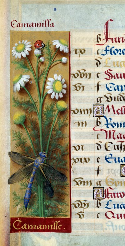 Botánica: manzanilla con mariquita y libélula. Miniatura de "Las Grandes Horas de Ana de Bretaña" por Jean Bourdichon (1457-1521) de Jean Bourdichon