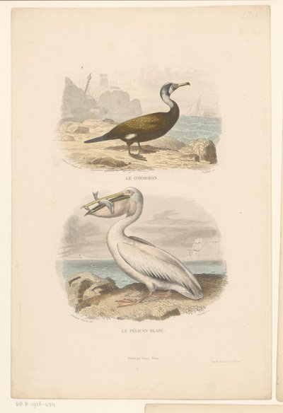 Aalscholver en witte pelikaan
Le cormoran (título en el objeto)
Le pélican blanc (título en el objeto) de Jean Charles Pardinel