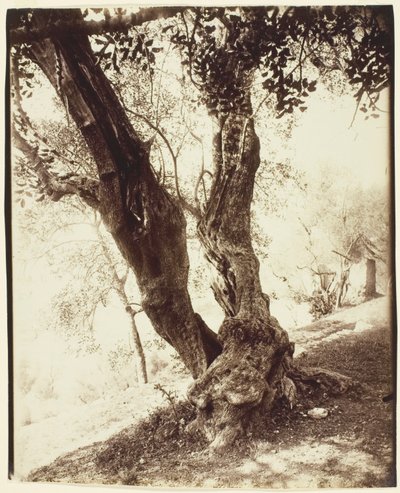 Olivier, Niza (Olivo, Niza) de Jean Eugène Auguste Atget
