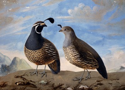Pareja de perdices californianas, acuarela de Prevost, a partir de las actas de viaje realizadas por Jean-François de Galaup de La Perouse (1741-1788) entre 1785 y 1788 de Jean Francois de Galaup de La Perouse