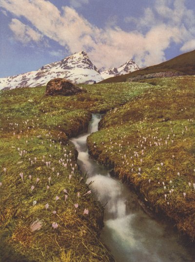 Suiza: Azafranes cerca de un arroyo de montaña en la Alta Engadina (foto en color) de Jean Gaberell