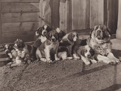 Suiza: Los famosos perros San Bernardo (foto b/n) de Jean Gaberell
