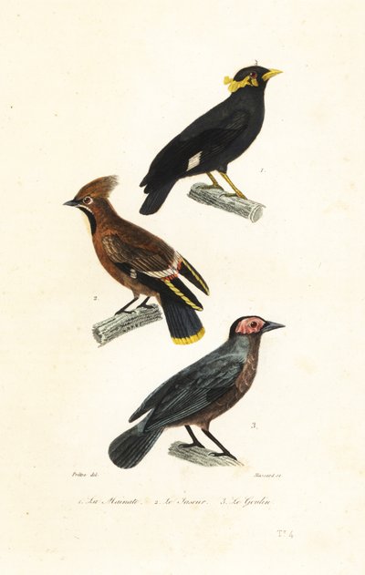El myna de la colina, el waxwing de Bohemia y el coleto. de Jean Gabriel (after) Pretre