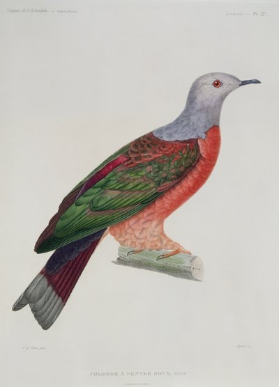La paloma de corazón sangrante, ilustración de 