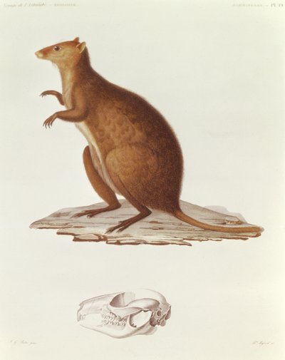 El Wallaby o Canguro de Cola Corta (setonix brachyrus) ilustración de Voyage de la Corvette l
