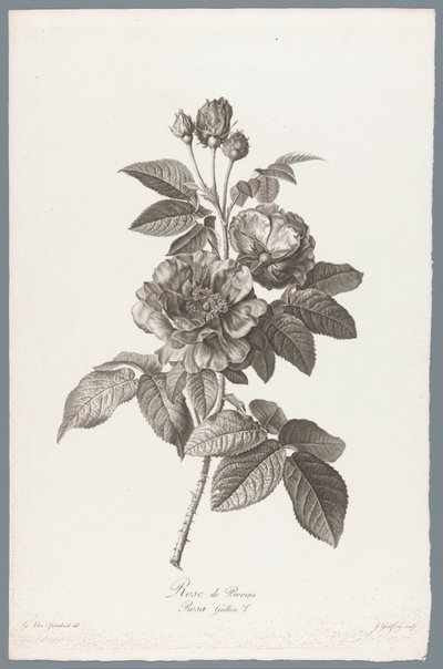 Franse roos
Rose de Provins / Rosa Gallica L. (título en el objeto)
Flores dibujadas al natural (...) (título de la serie) de Jean Godefroy
