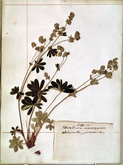 Alchemilla, de un Herbario de Jean Jacques Rousseau