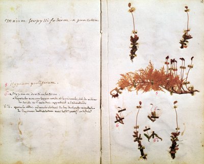 Página 15 de un Herbario de Jean Jacques Rousseau