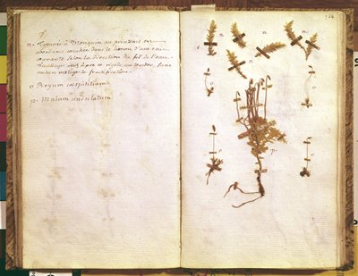 Página 24 de un Herbario de Jean Jacques Rousseau