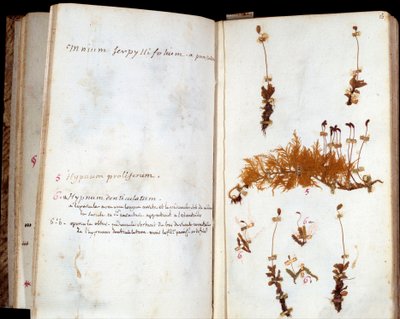 Páginas del herbario de Jean Jacques Rousseau (1712-1778), escritor y filósofo de las Luces, hoja y flores con anotaciones manuscritas de Jean Jacques Rousseau