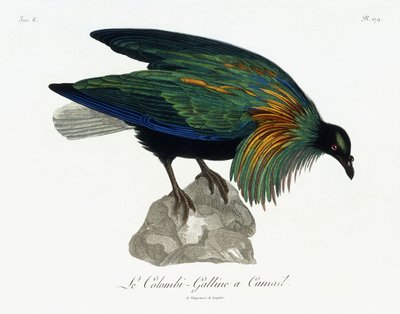 Paloma de Nicobar, 1799-1808 de Jean Lebrecht Reinold