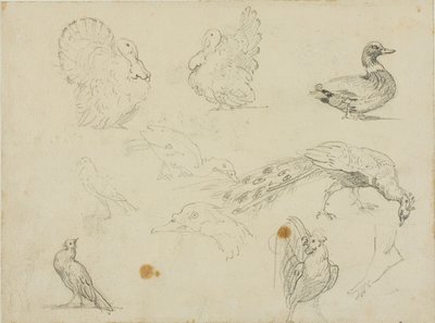 Bocetos de aves de Jean Louis André Théodore Géricault