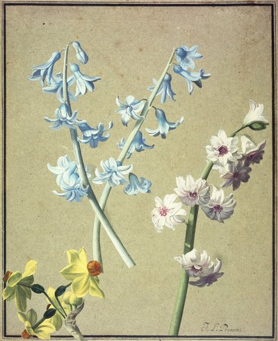 Un Jacinto Azul y uno Lavanda, y un Narciso Amarillo, c.1805 de Jean Louis Prevost