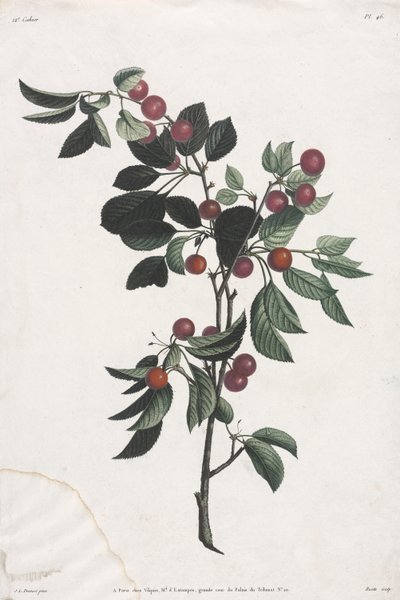 Colección de Flores y Frutas: Ramas de Cerezos Tempranos de Jean Louis Prevost