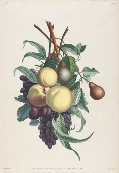 Colección de flores y frutas: Ramas de rousselet, durazno, ciruela y uva de Jean Louis Prevost