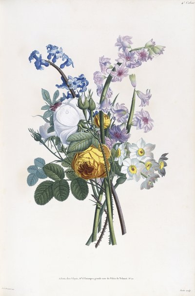 Narcisos, Rosa, Jacinto, 1805 de Jean Louis Prevost