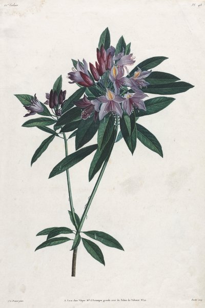 Rhododendron ponticum de Jean Louis Prevost