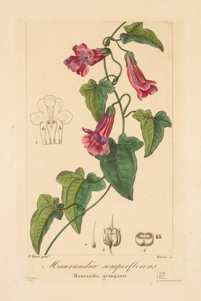 Flore des Jardiniers, Amateurs et Manufacturiers: Maurandia semperflorens de Jean Pierre Frederic Barrois