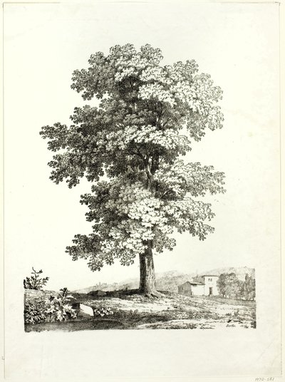 Estudio de un árbol de Jean Victor Bertin