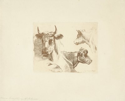 Tres cabezas de vaca de Jean Zacherie Mazel