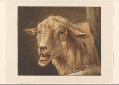 Sheepshead de Jean Zacherie Mazel