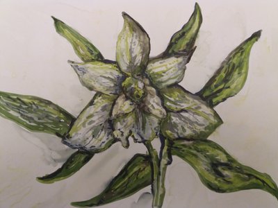 Orquídea verde de Jeannette Stein