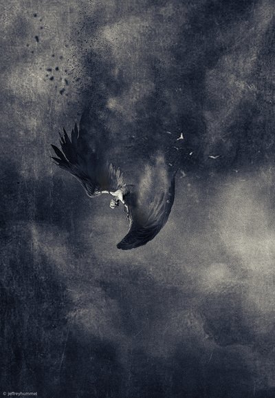 El pájaro oscuro que cae de Jeffrey Hummel