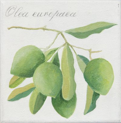 Aceitunas verdes (acrílico) de Jennifer Abbott
