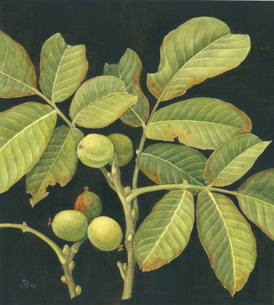 Nuez verde de Jenny Barron
