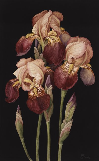 Iris, 2004 de Jenny Barron