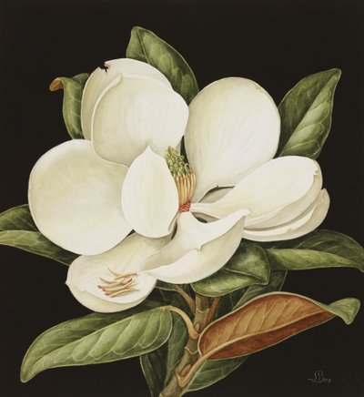Magnolia Grandiflora, 2003 de Jenny Barron