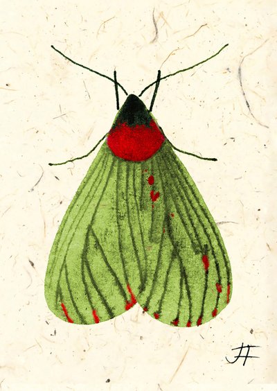 FlyMoth, 2024 (acuarela sobre papel) de Jenny Frean