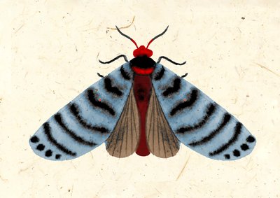 Polilla rayada, 2024 (acuarela sobre papel) de Jenny Frean