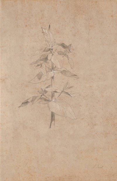 Estudio de plantas de Jens Juel
