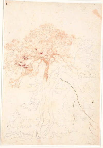 Estudio de dos grandes pinos de Jens Juel