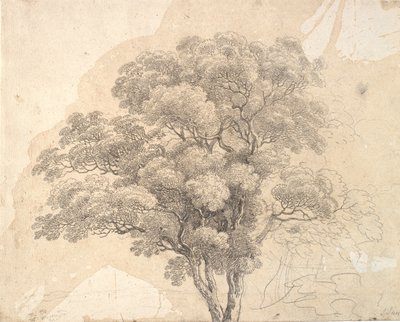 Estudio de copa de árbol de Jens Juel