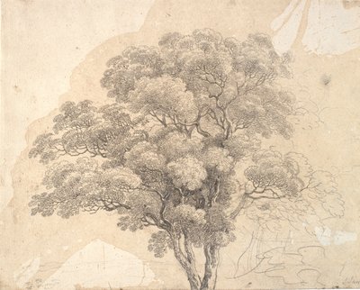 Estudio de copa de árbol de Jens Juel