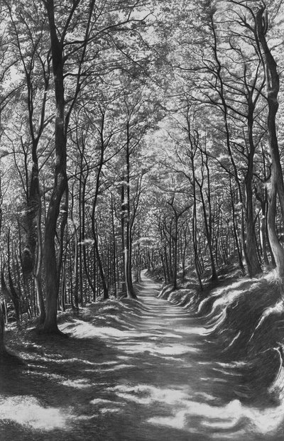 Toscana, faggeta, 2024 (carboncillo sobre papel) de Jerome Glomaud