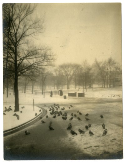 Común con palomas, Boston, EE.UU., c.1902-10 de Jessie Tarbox Beals