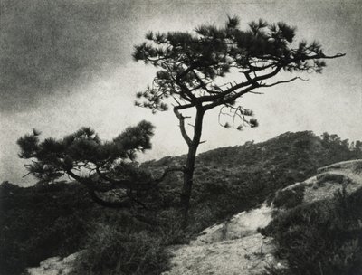 Famosos Pinos Torrey de Jessie Tarbox Beals