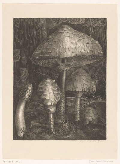 Setas de Jo van Oosten Slingeland (signed by artist)