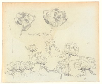 Estudios de flores de Joakim Frederik Skovgaard