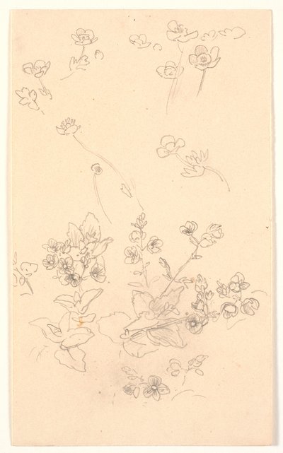 Estudios de flores de Joakim Frederik Skovgaard