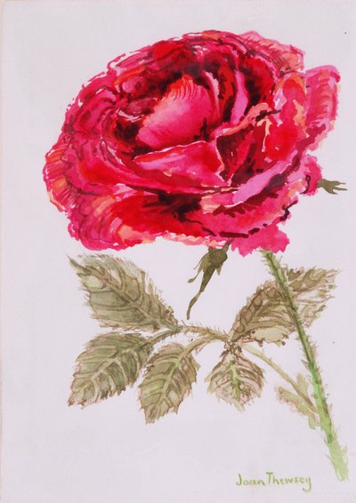 Una rosa roja de Joan Thewsey