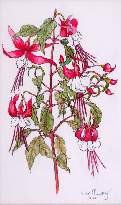 Fucsias de Joan Thewsey