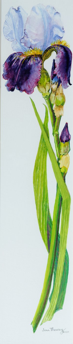 Iris con tres brotes de Joan Thewsey