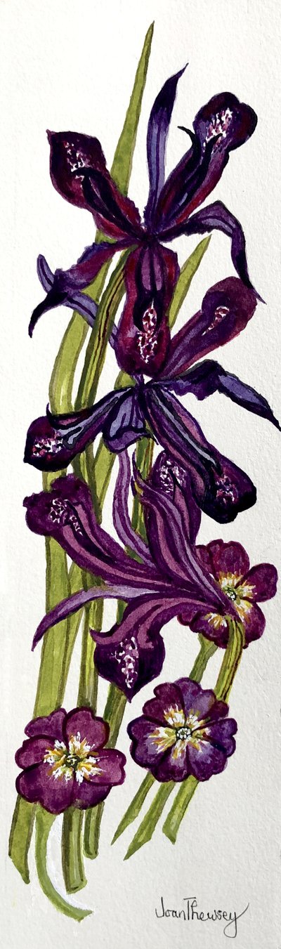 Iris y prímulas de Joan Thewsey