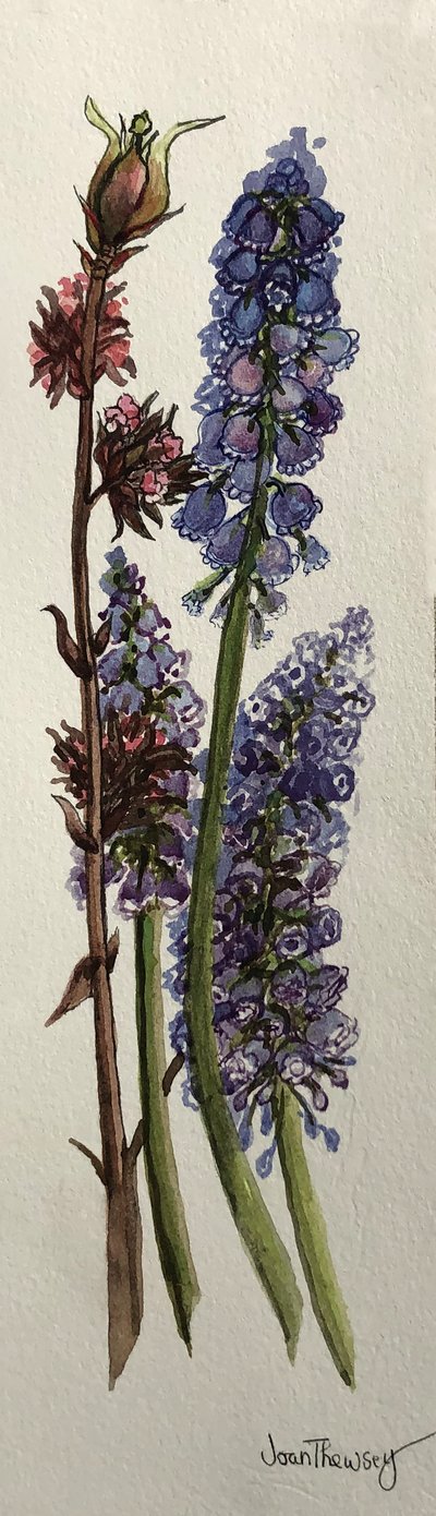 Muscari y Viburnum bodnantense de Joan Thewsey